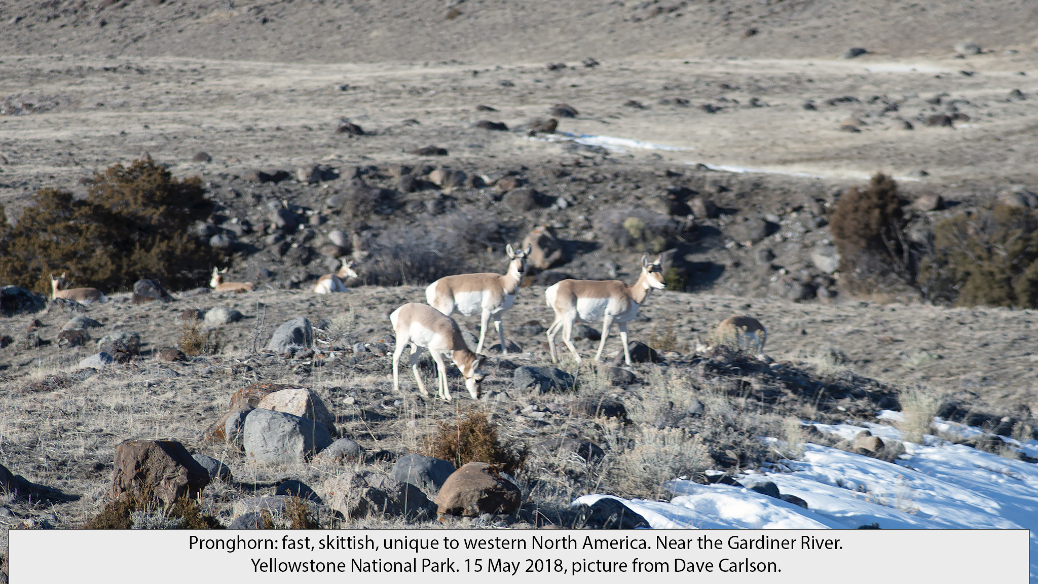 pronghorn